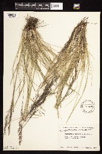 Deschampsia cespitosa image