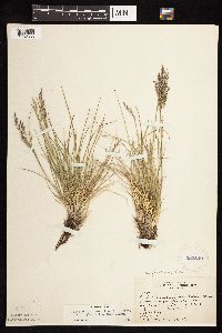 Deschampsia cespitosa image