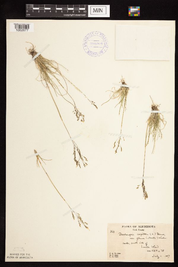 Deschampsia cespitosa image