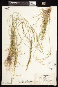 Deschampsia cespitosa image