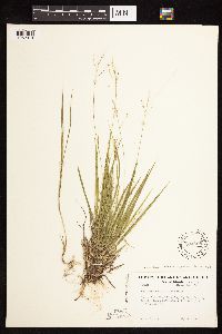 Dichanthelium linearifolium image