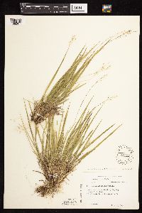 Dichanthelium linearifolium image