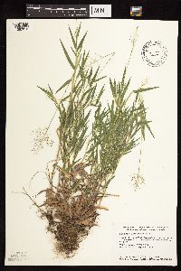 Dichanthelium acuminatum subsp. columbianum image