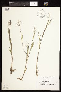 Dichanthelium acuminatum image