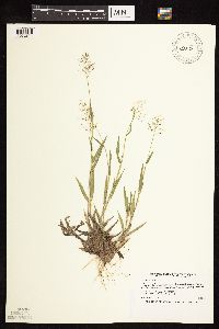 Dichanthelium acuminatum image