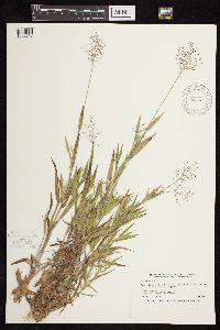 Dichanthelium lanuginosum image