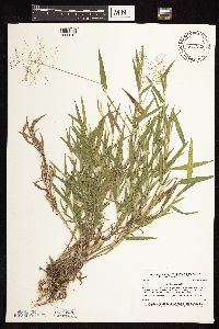 Dichanthelium lanuginosum image