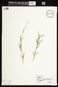 Dichanthelium acuminatum image