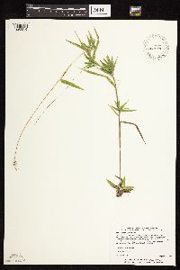 Dichanthelium lanuginosum image