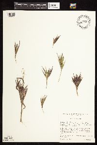 Dichanthelium commonsianum image