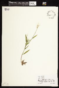 Dichanthelium acuminatum subsp. columbianum image