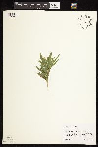 Dichanthelium lanuginosum image