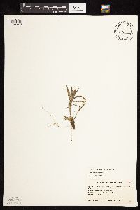 Dichanthelium acuminatum subsp. columbianum image