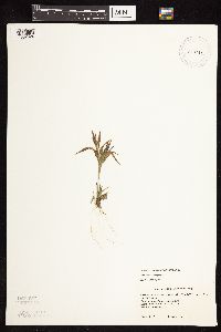 Dichanthelium acuminatum subsp. columbianum image