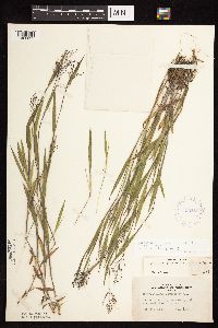 Dichanthelium praecocius image