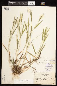 Dichanthelium lanuginosum image