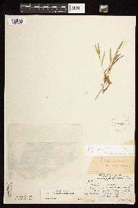 Dichanthelium subvillosum image