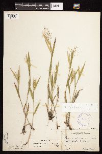 Dichanthelium praecocius image