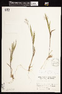 Dichanthelium ovale image