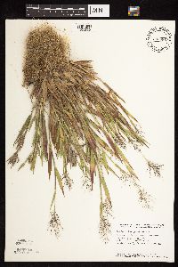 Dichanthelium lanuginosum image