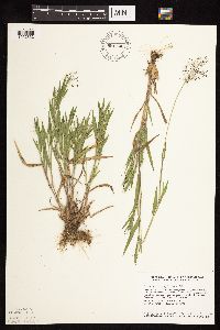 Dichanthelium acuminatum subsp. columbianum image
