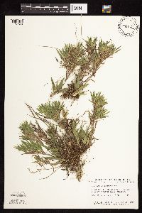 Dichanthelium acuminatum subsp. columbianum image
