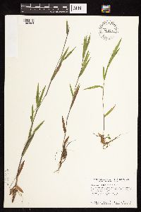 Dichanthelium lanuginosum image