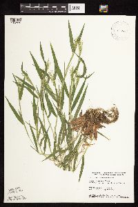 Dichanthelium lanuginosum image