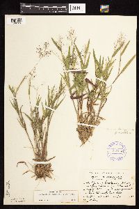 Dichanthelium lanuginosum image