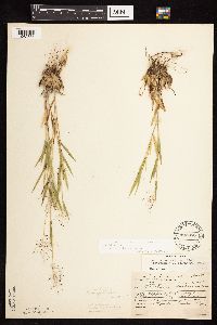 Dichanthelium acuminatum image