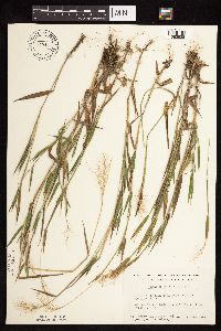 Dichanthelium lanuginosum image