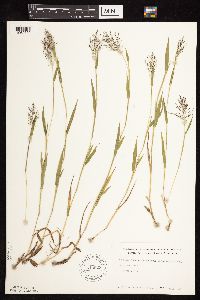 Dichanthelium lanuginosum image