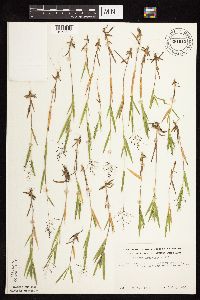 Dichanthelium acuminatum image