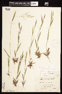 Dichanthelium boreale image