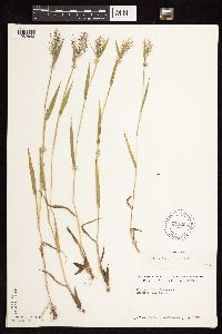 Dichanthelium lanuginosum image