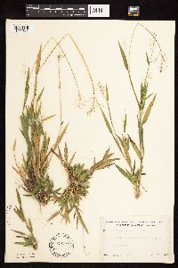 Dichanthelium lanuginosum image