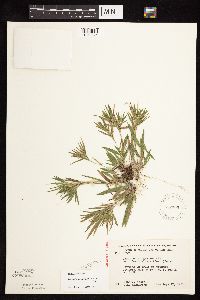 Dichanthelium acuminatum subsp. columbianum image