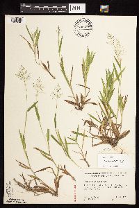 Dichanthelium subvillosum image