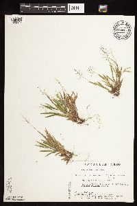 Dichanthelium acuminatum subsp. columbianum image