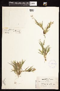 Dichanthelium acuminatum subsp. columbianum image