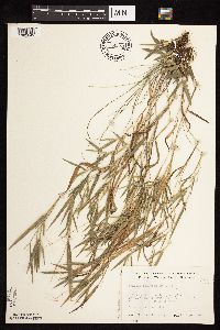 Dichanthelium acuminatum subsp. columbianum image