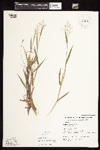 Dichanthelium commonsianum image