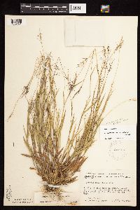 Dichanthelium subvillosum image