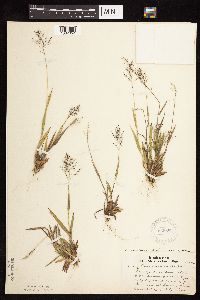 Dichanthelium subvillosum image