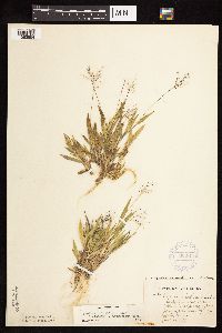 Dichanthelium subvillosum image