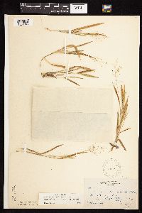 Dichanthelium lanuginosum image