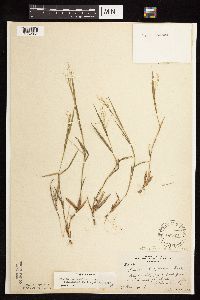 Dichanthelium acuminatum subsp. columbianum image