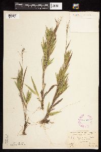 Dichanthelium commonsianum image