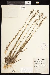Dichanthelium acuminatum subsp. columbianum image