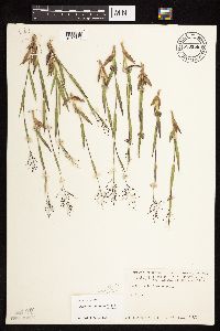 Dichanthelium acuminatum subsp. columbianum image